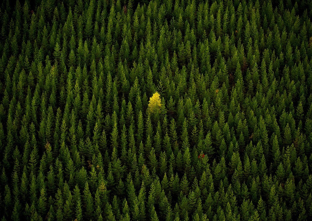 Маркетинговый триггер - Принцип подражания